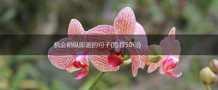 机会稍纵即逝的句子(推荐50句),第1张