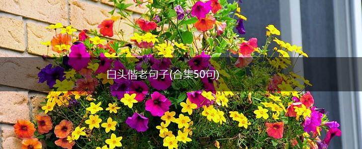 白头偕老句子(合集50句),第1张