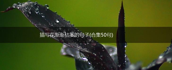 描写花渐渐枯萎的句子(合集50句),第1张