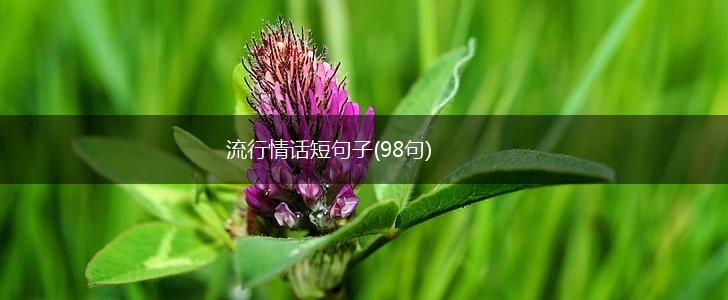 流行情话短句子(98句),第1张