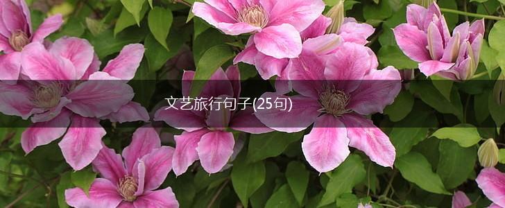 文艺旅行句子(25句),第1张