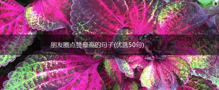 朋友圈点赞最高的句子(优选50句),第1张