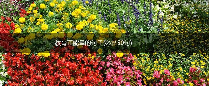 教育正能量的句子(必备50句),第1张