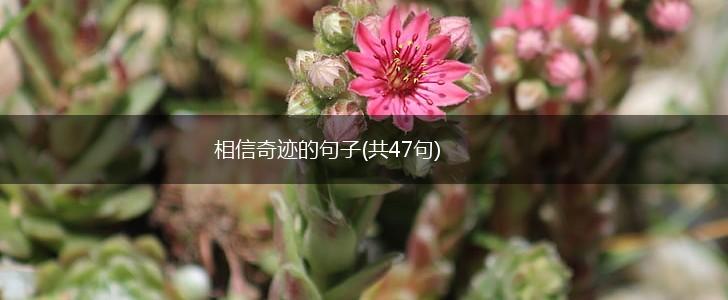 相信奇迹的句子(共47句),第1张
