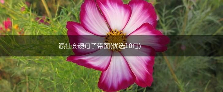 混社会硬句子带图(优选10句),第1张