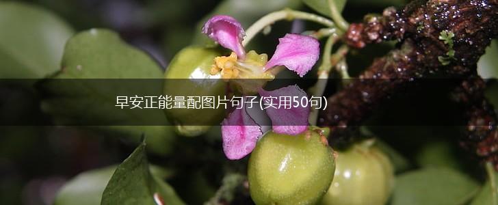 早安正能量配图片句子(实用50句),第1张