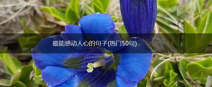 最能感动人心的句子(热门50句),第1张