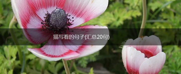 描写看的句子(汇总20句),第1张