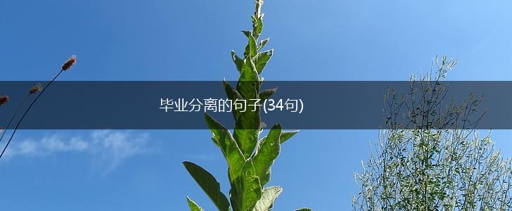 毕业分离的句子(34句),第1张