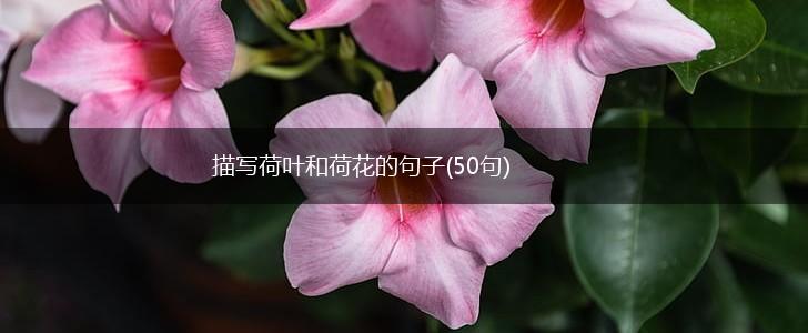 描写荷叶和荷花的句子(50句),第1张