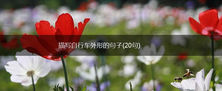描写自行车外形的句子(20句),第1张