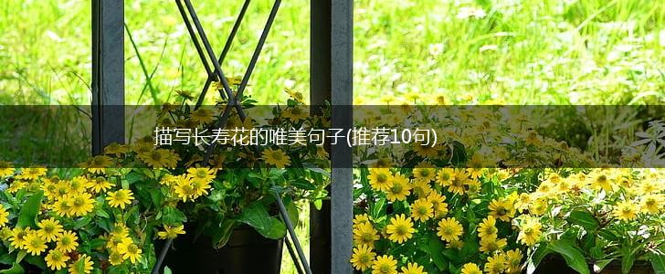 描写长寿花的唯美句子(推荐10句),第1张