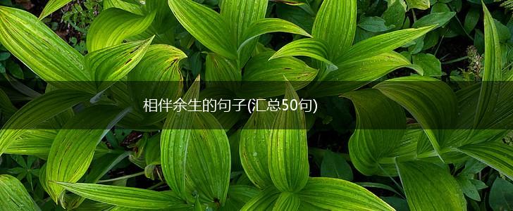 相伴余生的句子(汇总50句),第1张