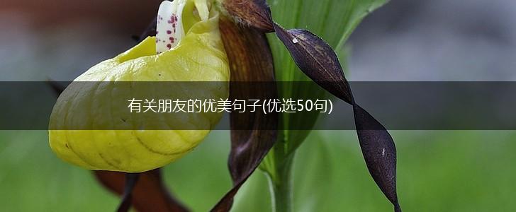 有关朋友的优美句子(优选50句),第1张
