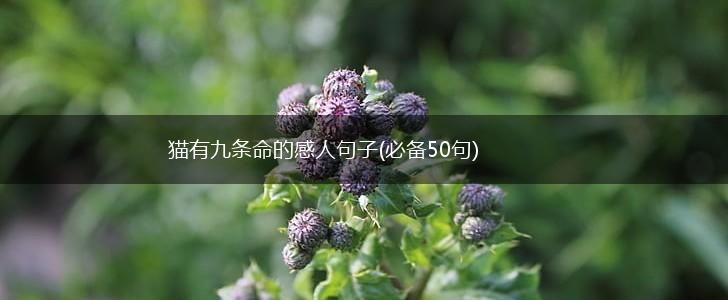 猫有九条命的感人句子(必备50句),第1张