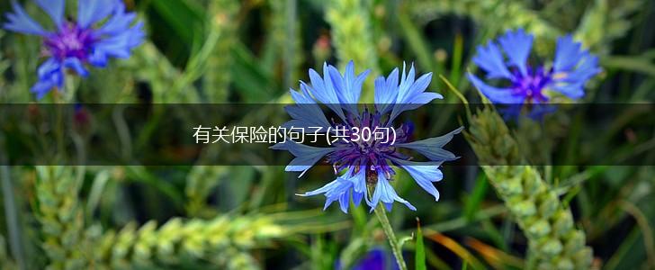 有关保险的句子(共30句),第1张