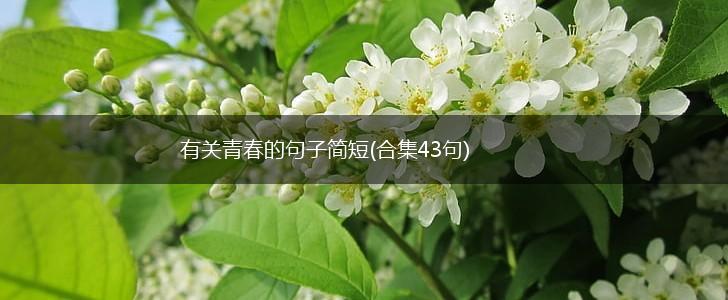 有关青春的句子简短(合集43句),第1张