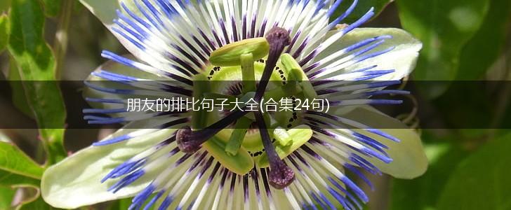 朋友的排比句子大全(合集24句),第1张