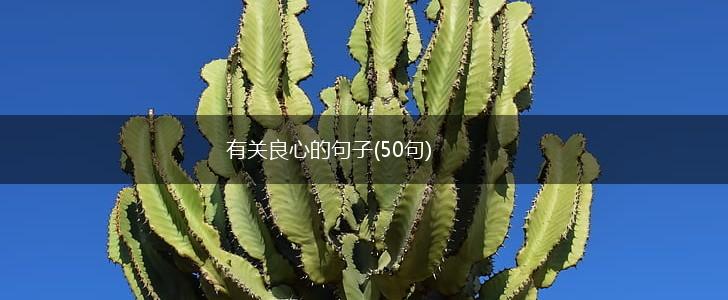 有关良心的句子(50句),第1张