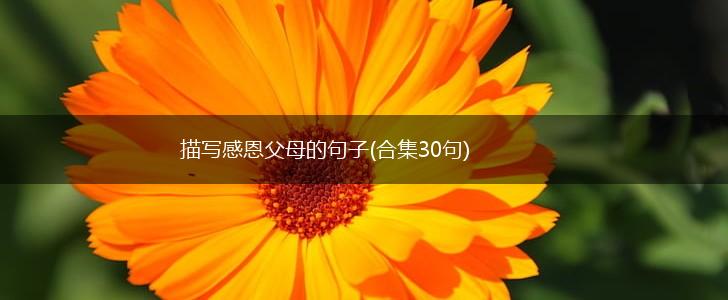 描写感恩父母的句子(合集30句),第1张