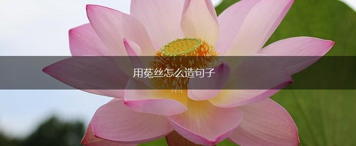 用菟丝怎么造句子,第1张