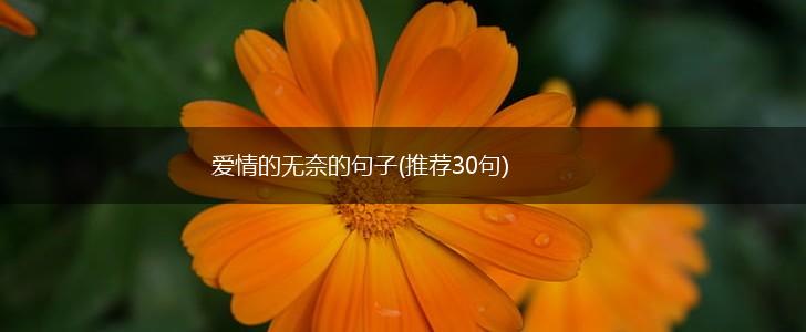 爱情的无奈的句子(推荐30句),第1张