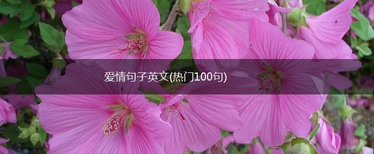 爱情句子英文(热门100句),第1张