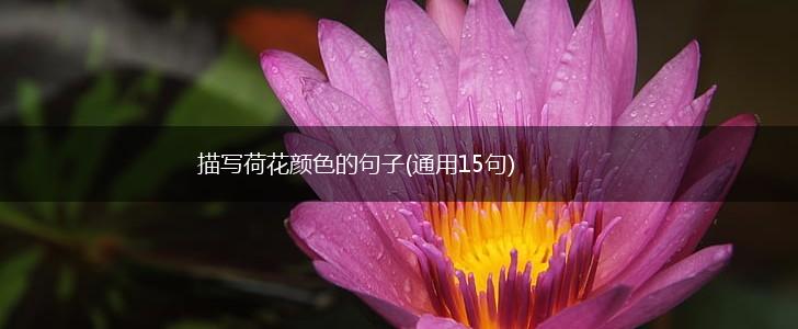 描写荷花颜色的句子(通用15句),第1张