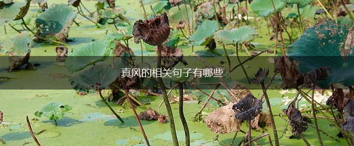 真风的相关句子有哪些,第1张 真风的相关句子有哪些,第1张