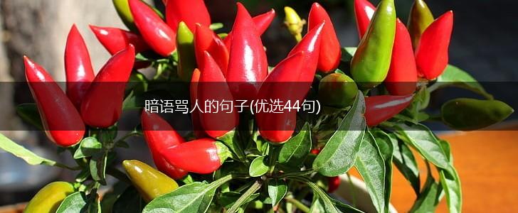 暗语骂人的句子(优选44句),第1张