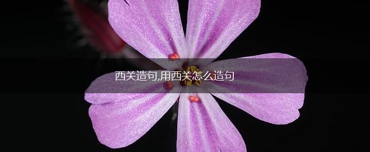 西关造句,用西关怎么造句,第1张
