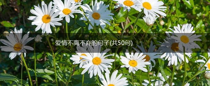 爱情不离不弃的句子(共50句),第1张