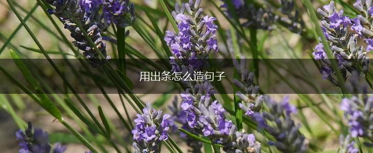 用出条怎么造句子,第1张