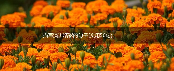 描写演讲精彩的句子(实用50句),第1张