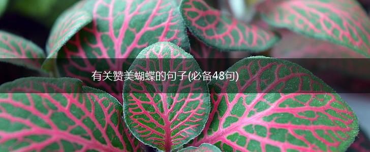 有关赞美蝴蝶的句子(必备48句),第1张