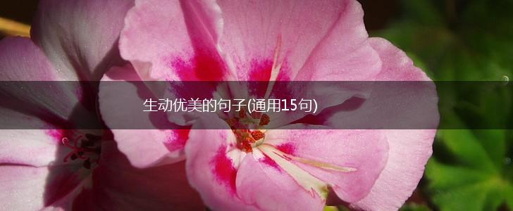 生动优美的句子(通用15句),第1张