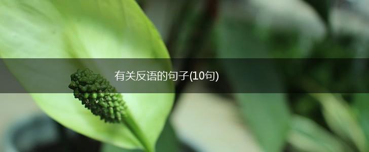 有关反语的句子(10句),第1张