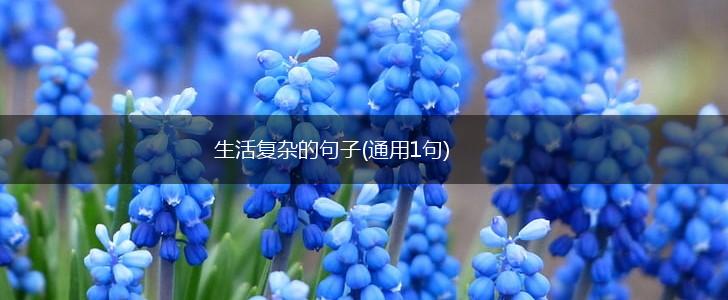 生活复杂的句子(通用1句),第1张
