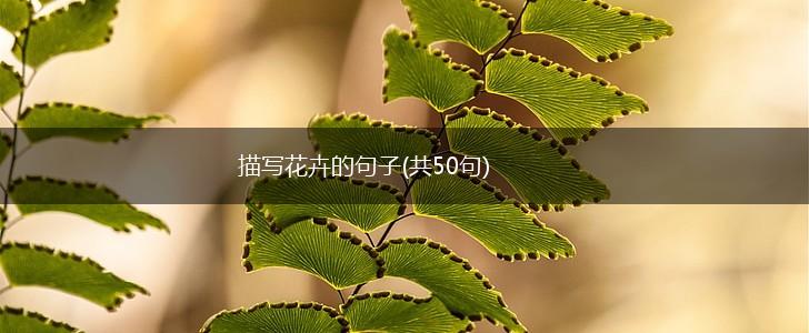 描写花卉的句子(共50句),第1张