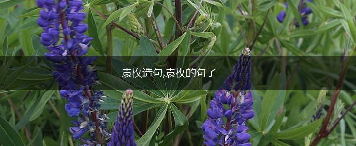 袁枚造句,袁枚的句子,第1张