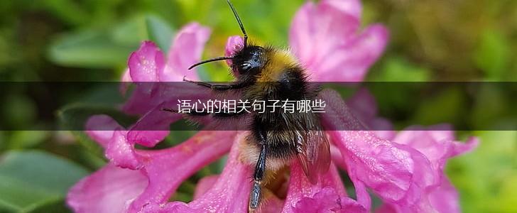 语心的相关句子有哪些,第1张 语心的相关句子有哪些,第1张