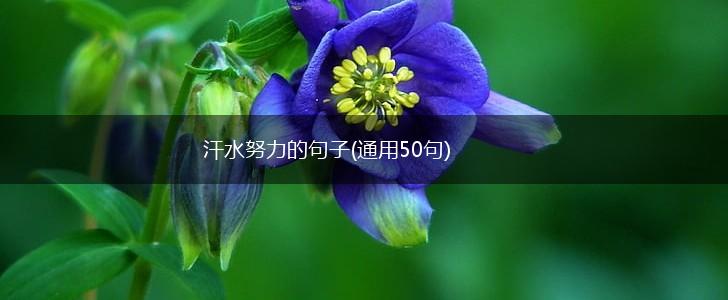 汗水努力的句子(通用50句),第1张
