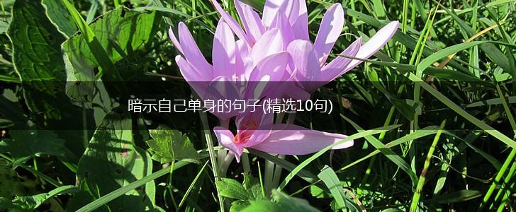 暗示自己单身的句子(精选10句),第1张