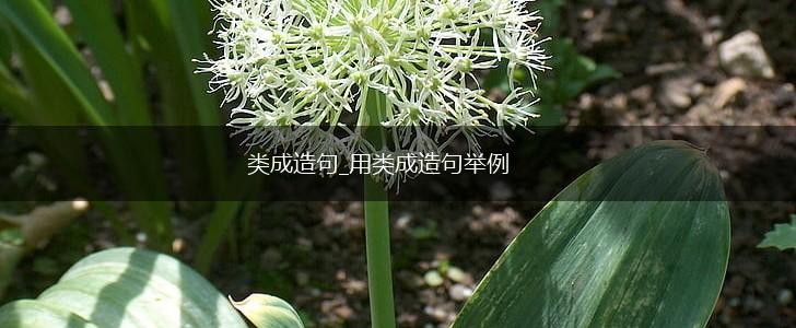 类成造句_用类成造句举例,第1张