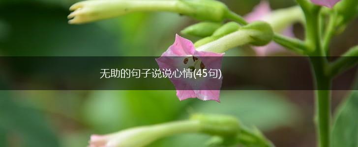 无助的句子说说心情(45句),第1张