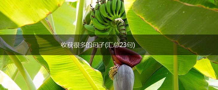 收获很多的句子(汇总23句),第1张