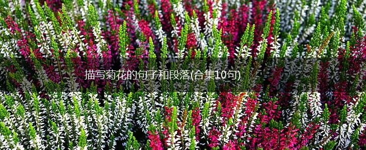 描写菊花的句子和段落(合集10句),第1张