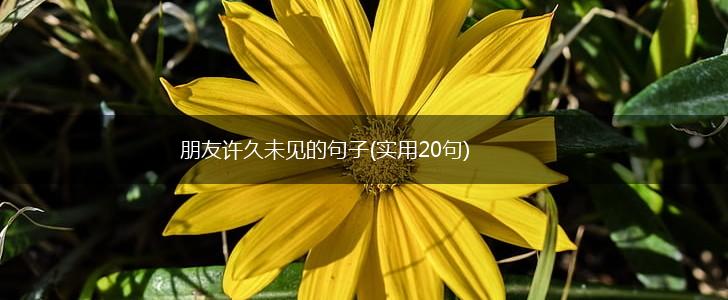 朋友许久未见的句子(实用20句),第1张