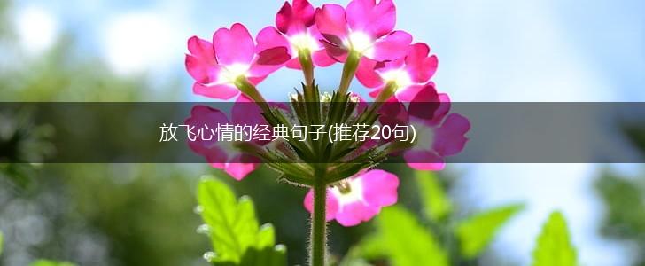 放飞心情的经典句子(推荐20句),第1张