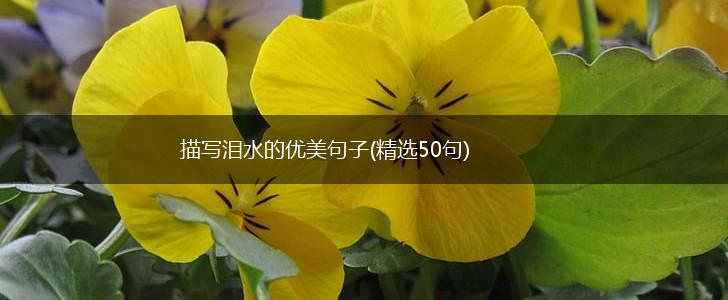 描写泪水的优美句子(精选50句),第1张